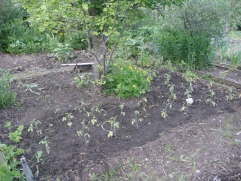 Чем сегодня занимались- 2 - DSC00608.JPG