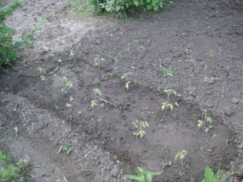 Чем сегодня занимались- 2 - DSC00607.JPG