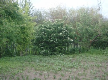 Куст калины здоровый, издали хорошо видно.