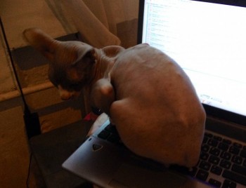 Кого из животных вы содержите? Фото приветствуется. - фото404.JPG