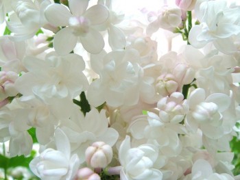 Времена года: лучшие мгновения - 0_542fa_866e0b7d_XL.jpg