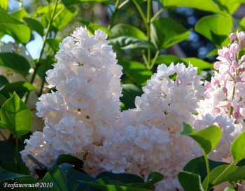 Времена года: лучшие мгновения - DSC05407.JPG