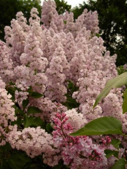 Времена года: лучшие мгновения - DSCN4651.JPG