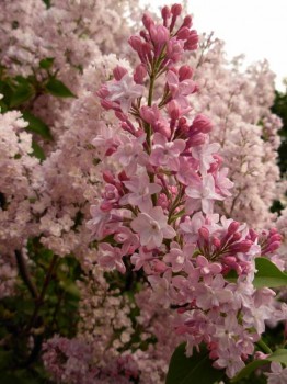 Времена года: лучшие мгновения - DSCN4653.JPG