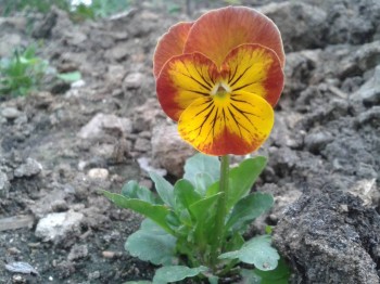 Декоративные садовые растения. - 20150608_174022.jpg