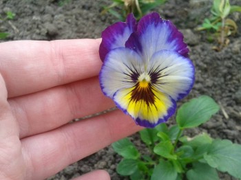 Декоративные садовые растения. - 20150608_174000.jpg