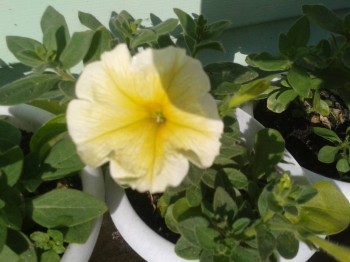 Декоративные садовые растения. - 20150608_173858.jpg