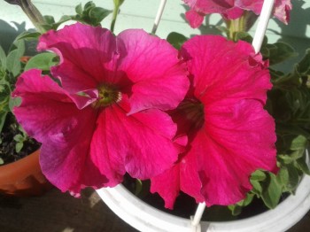 Декоративные садовые растения. - 20150608_173823.jpg