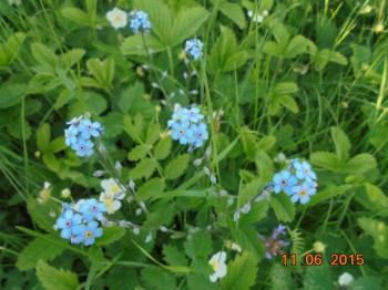 Декоративные садовые растения. - DSC01778.JPG