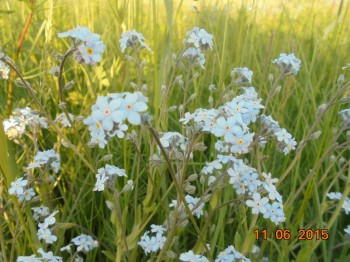 Декоративные садовые растения. - DSC01780.JPG