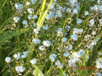 Декоративные садовые растения. - DSC01782.JPG