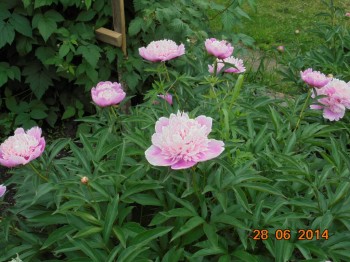 Декоративные садовые растения. - DSC00413.JPG