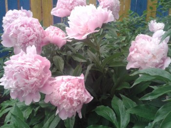 Декоративные садовые растения. - 20150615_210141.jpg