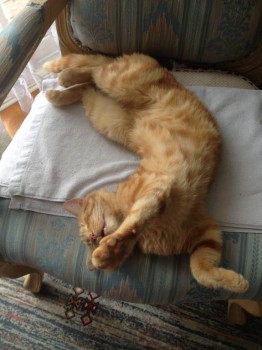 Кого из животных вы содержите? Фото приветствуется. - IMG_0059.JPG