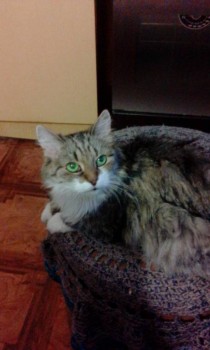 Кого из животных вы содержите? Фото приветствуется. - IMG_20150626_215835.jpg