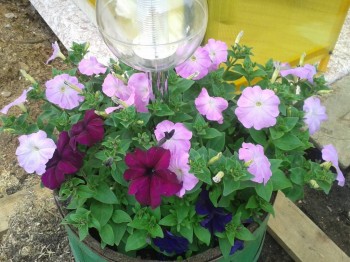 Декоративные садовые растения. - 20150630_190103.jpg