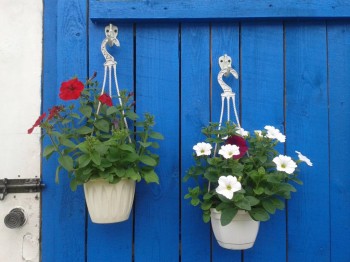 Декоративные садовые растения. - 20150630_190033.jpg