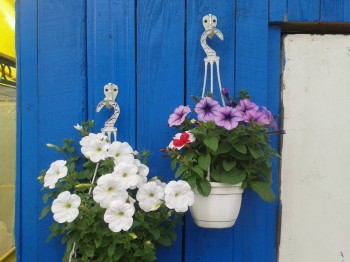 Декоративные садовые растения. - 20150630_190005.jpg