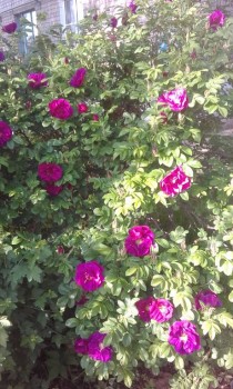 Времена года: лучшие мгновения - IMG_20150618_074100.jpg