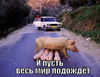 Cмешное из жизни животных. Фото и видео из интернета. - SrYzru08T4g.jpg