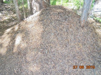 Муравейник. А муравьи просто огромные. Парочка пробралась под штанину и покусали-таки-)