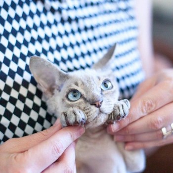 Клуб фелинологов-любителей  - 74b5ab3881c7e07627037723a91475f8.jpg