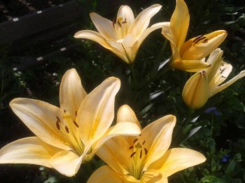 Декоративные садовые растения. - 20150704_153551.jpg