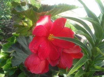 Декоративные садовые растения. - 20150704_153723.jpg