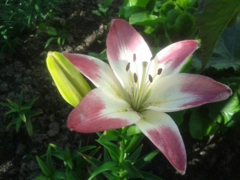 Декоративные садовые растения. - 20150704_153730.jpg