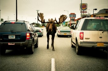 В мире животных фото, видео  - f85774a891178c8f21aaace7af4375ed.jpg