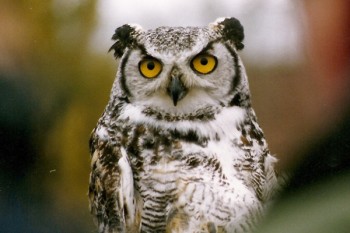 В мире животных фото, видео  - OWL_1.jpg