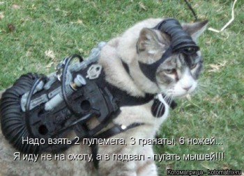 Cмешное из жизни животных. Фото и видео из интернета. - kotomatritsa_OX.jpg