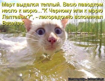 Cмешное из жизни животных. Фото и видео из интернета. - kotomatritsa_iK.jpg