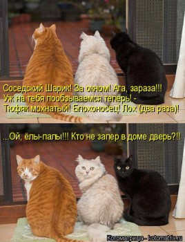 Cмешное из жизни животных. Фото и видео из интернета. - kotomatritsa_jM.jpg