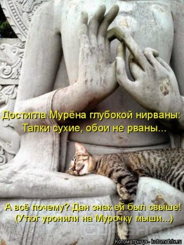 Cмешное из жизни животных. Фото и видео из интернета. - kotomatritsa_1e.jpg