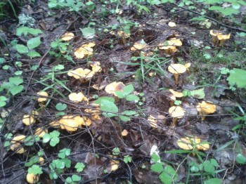 Чем сегодня занимались- 2 - 20150714_183838.jpg