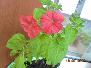 Декоративные садовые растения. - DSC01933.JPG