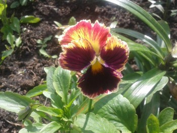 Декоративные садовые растения. - 20150717_125731.jpg