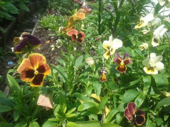 Декоративные садовые растения. - 20150717_125900.jpg