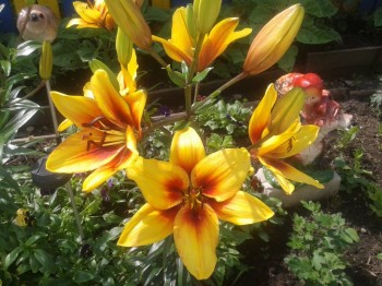 Декоративные садовые растения. - 20150717_125920.jpg