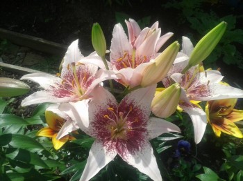 Декоративные садовые растения. - 20150717_125930.jpg