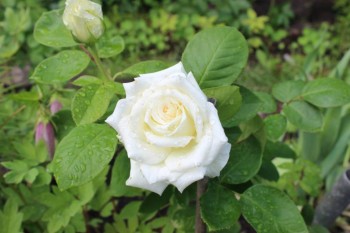 Декоративные садовые растения. - 9fqWSIElDFQ.jpg