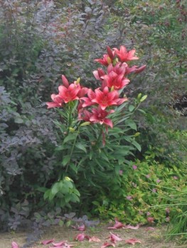 Декоративные садовые растения. - DSC01959.JPG