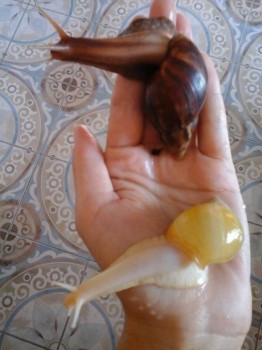 Улитки - 1.jpg