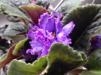 Голубой дракон