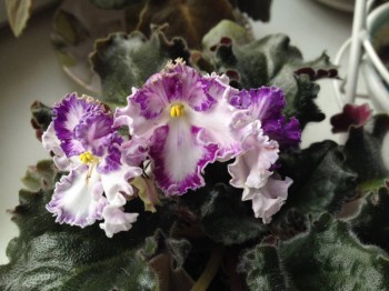 Золушкин сон