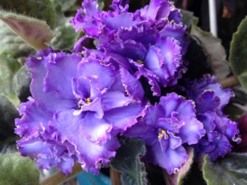 Голубой дракон