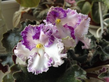 Золушкин сон