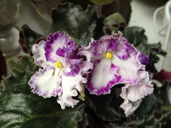 Золушкин сон