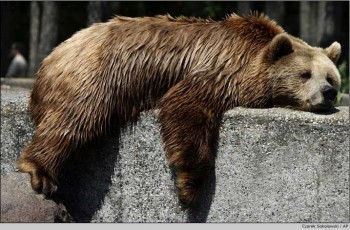 Защита от солнца - grizly.jpg